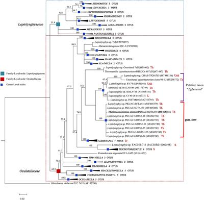 Polyphasic characterization of a novel hot-spring cyanobacterium Thermocoleostomius sinensis gen et sp. nov. and genomic insights into its carbon concentration mechanism